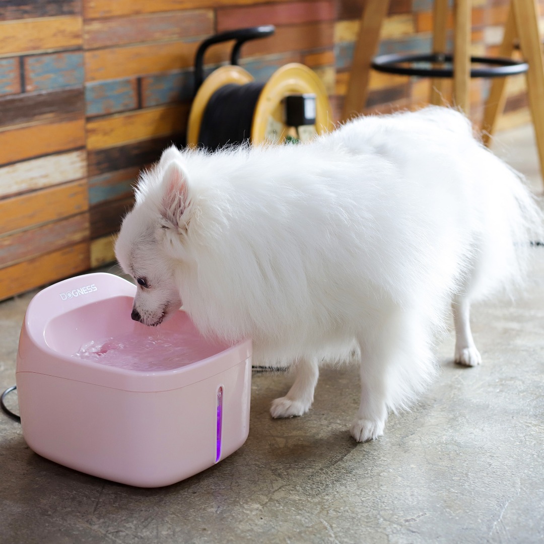 Dogness Fountain2